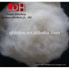 38mm dehaired and carded raw cashmere wool fiber